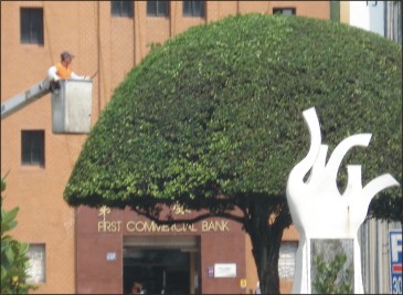 超「吸睛」! 老榕樹戴綠帽 超「吸睛」! 老榕樹戴綠帽