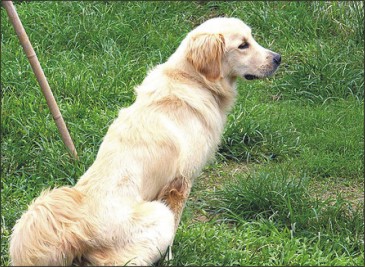 守護愛寵 免費狂犬病疫苗注射 守護愛寵 免費狂犬病疫苗注射