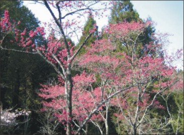 迎接櫻花季 阿里山增開公車班次 迎接櫻花季 阿里山增開公車班次