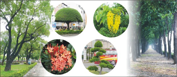 嘉市行道樹 獨特景觀惹人愛 嘉市行道樹 獨特景觀惹人愛