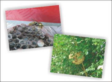 解除「蜂」暴 小心別輕忽! 解除「蜂」暴 小心別輕忽!