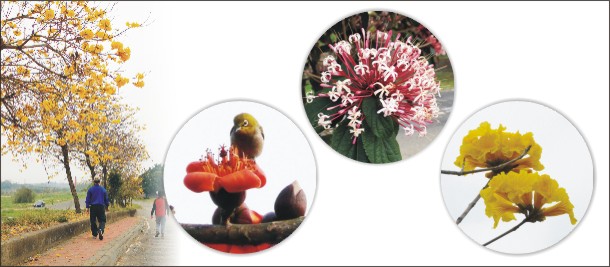 漫步嘉義 春遊賞花趣 漫步嘉義 春遊賞花趣